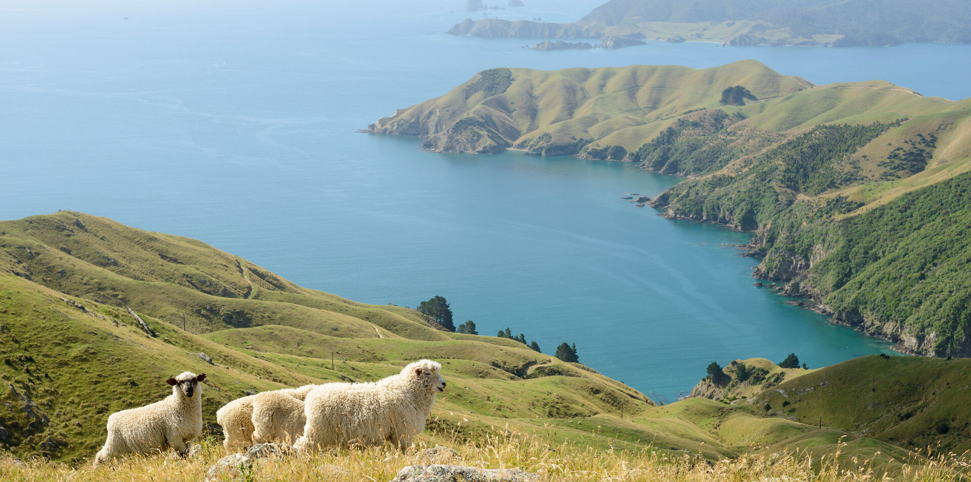 New Zealand's South Island & Chatham Islands