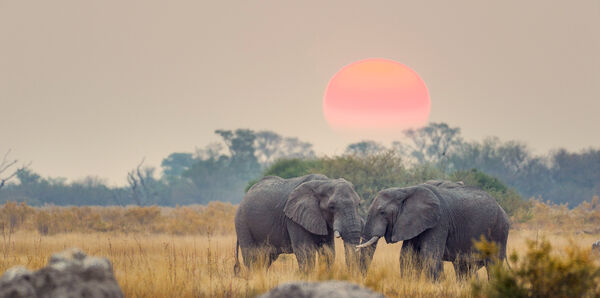 Africa-BotswanaX