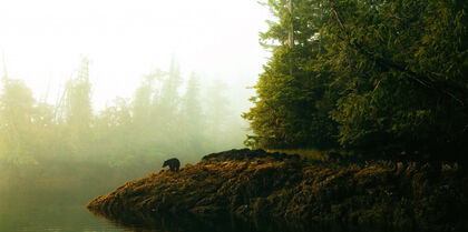 Tofino