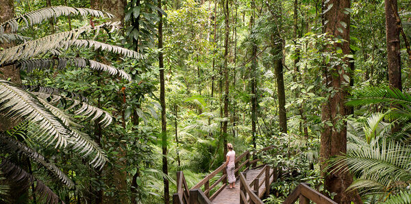 Daintree Rainforest